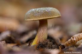 Attēlu rezultāti vaicājumam “Xerocomus chrysenteron”