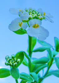 Image result for Iberis umbellata