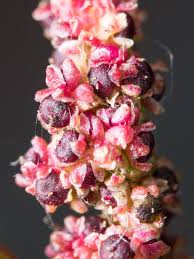 Attēlu rezultāti vaicājumam “Chenopodium polyspermum”