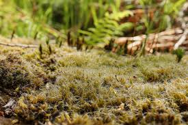 Attēlu rezultāti vaicājumam “Campylopus introflexus”