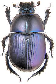 Attēlu rezultāti vaicājumam “Geotrupes”