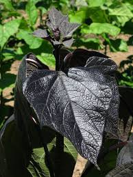 Attēlu rezultāti vaicājumam “Catalpa”