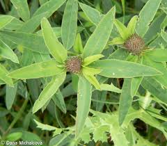 Attēlu rezultāti vaicājumam “Trifolium alpestre leaf”