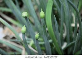 Attēlu rezultāti vaicājumam “Allium schoenoprasum bud”