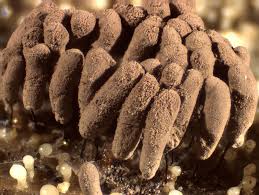 Attēlu rezultāti vaicājumam “Stemonitopsis hyperopta macro”