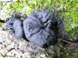 Attēlu rezultāti vaicājumam “Exidia glandulosa”