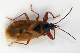 Attēlu rezultāti vaicājumam “Gastrodes grossipes”