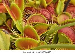 Attēlu rezultāti vaicājumam “Droseraceae”