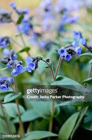 Attēlu rezultāti vaicājumam “Pulmonaria angustifolia leaf”