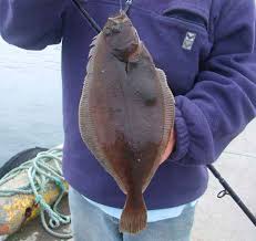 Image result for Hippoglossoides platessoides