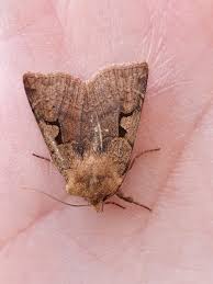 Attēlu rezultāti vaicājumam “Cerastis leucographa”