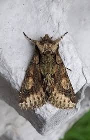 Attēlu rezultāti vaicājumam “Allophyes oxyacanthae”