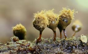 Attēlu rezultāti vaicājumam “Hemitrichia leiotricha spores”