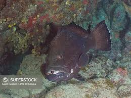 Image result for Mycteroperca bonaci