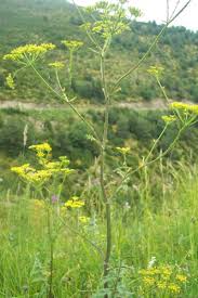 Attēlu rezultāti vaicājumam “Pastinaca sativa subsp. sylvestris”