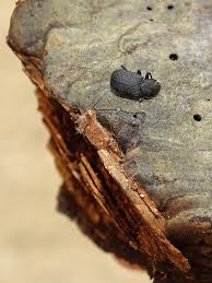 Attēlu rezultāti vaicājumam “Bolitophagus reticulatus”