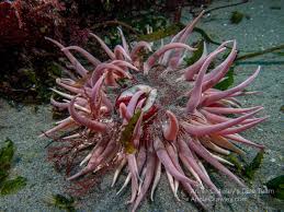 Image result for Anemonenarten