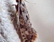 Attēlu rezultāti vaicājumam “Nemapogon cloacella”