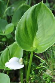 Attēlu rezultāti vaicājumam “Calla palustris flower”
