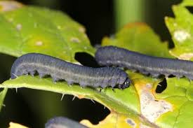 Attēlu rezultāti vaicājumam “Mellicta athalia larva”