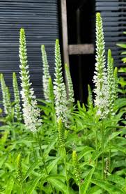 Attēlu rezultāti vaicājumam “Veronica spicata leaf”