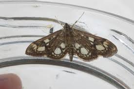 Attēlu rezultāti vaicājumam “Anania coronata”