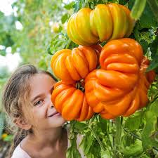 Afbeeldingsresultaat voor belarus orange tomato