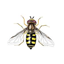 Attēlu rezultāti vaicājumam “Eupeodes corollae”