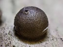 Attēlu rezultāti vaicājumam “Lycogala confusum macro”