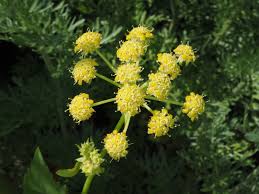 Attēlu rezultāti vaicājumam “Levisticum officinale flower”