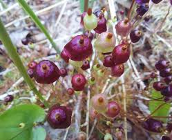 Attēlu rezultāti vaicājumam “Splachnum ampullaceum sporophyte”
