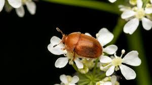 Attēlu rezultāti vaicājumam “Cychramus luteus”