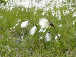 Attēlu rezultāti vaicājumam “Eriophorum latifolium”