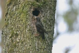 Attēlu rezultāti vaicājumam “Sturnus vulgaris nest”