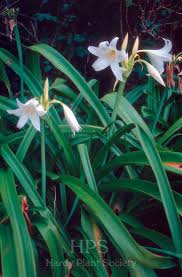 Attēlu rezultāti vaicājumam “Leucojum vernum var. carpathicum flower”