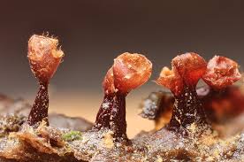 Attēlu rezultāti vaicājumam “Trichia botrytis spores”