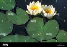 Attēlu rezultāti vaicājumam “Nymphaea candida leaf”