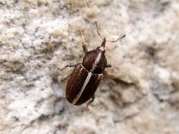 Image result for Coleoptera Curculionoidea