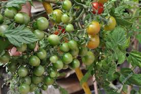 Afbeeldingsresultaat voor rose quartz tomato