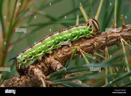 Attēlu rezultāti vaicājumam “Sphinx pinastri larva”