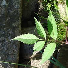 Attēlu rezultāti vaicājumam “Bidens frondosa fruit”