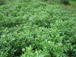 Image result for Rorippa nasturtium-aquaticum