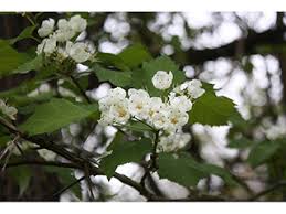 Attēlu rezultāti vaicājumam “Crataegus x macrocarpa”