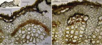 Attēlu rezultāti vaicājumam “Lachnum corticale”