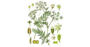 Attēlu rezultāti vaicājumam “Carum carvi leaf”