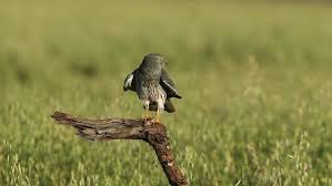 Attēlu rezultāti vaicājumam “Circus pygargus adult”