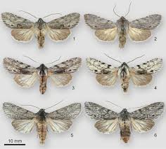 Attēlu rezultāti vaicājumam “Noctuidae”