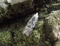 Attēlu rezultāti vaicājumam “Carpatolechia proximella”