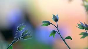 Attēlu rezultāti vaicājumam “Geranium pratense bud”