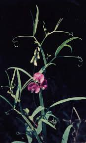 Attēlu rezultāti vaicājumam “Lathyrus sylvestris leaf”